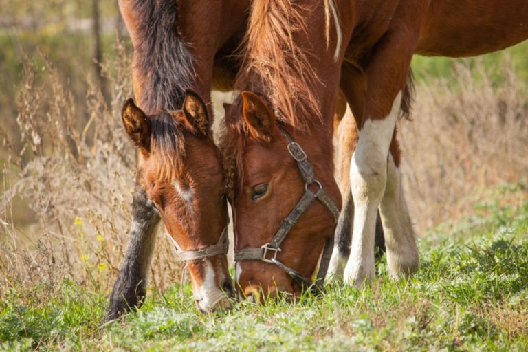 5 Best Horse Feed For Weight Gain