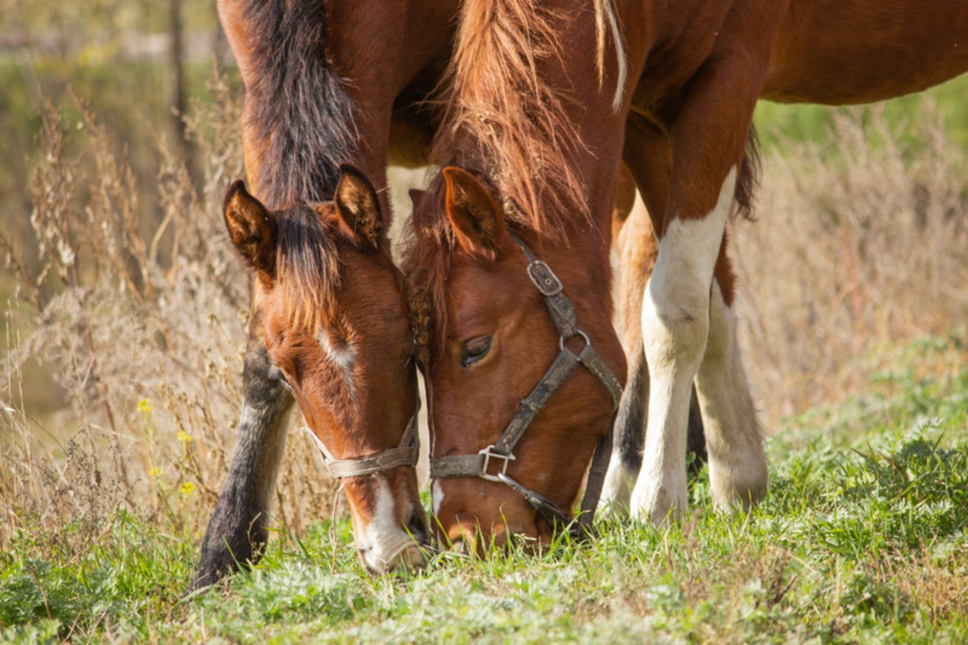 Best Horse Feeds Providers in Australia