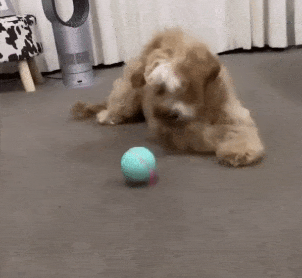 How Does this BarxBuddy Busy Ball Work