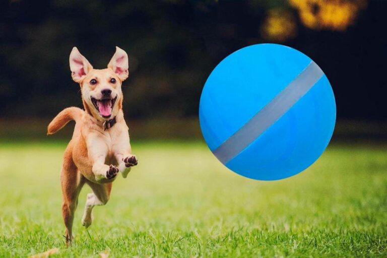 BarxBuddy Busy Ball Review – Must Read This Before Buying